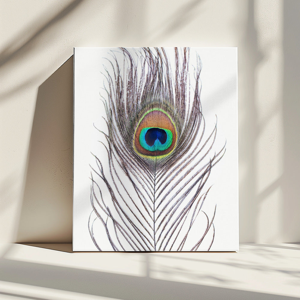 Peacock Feather | Canvas