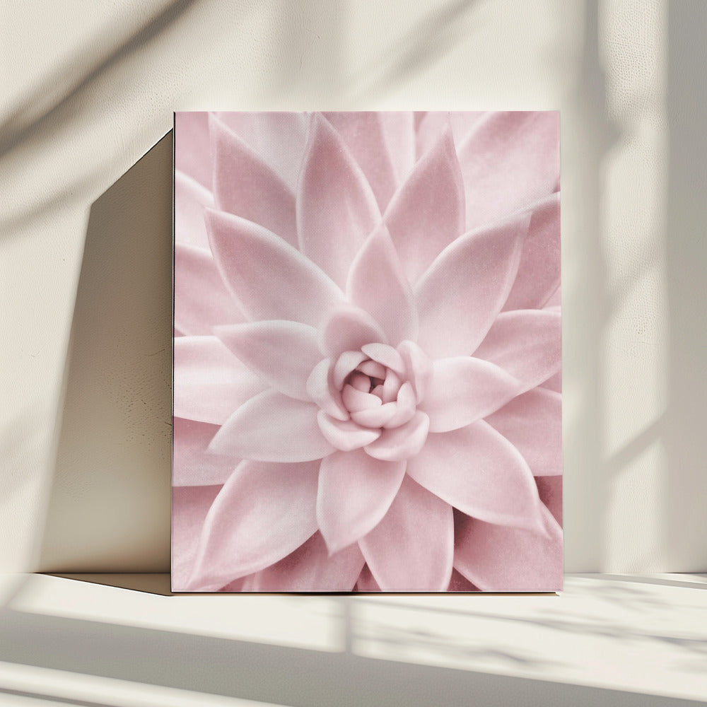 Pink Succulent | Canvas
