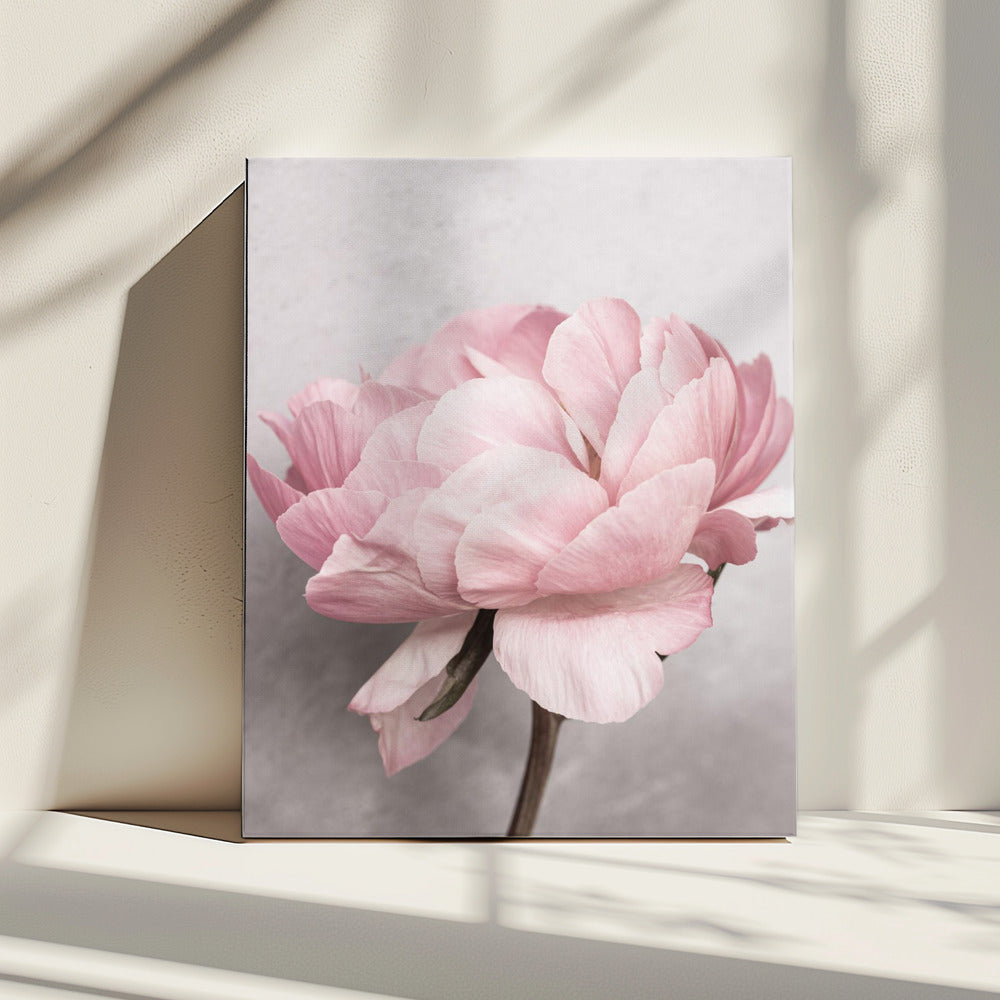 Peony | Canvas