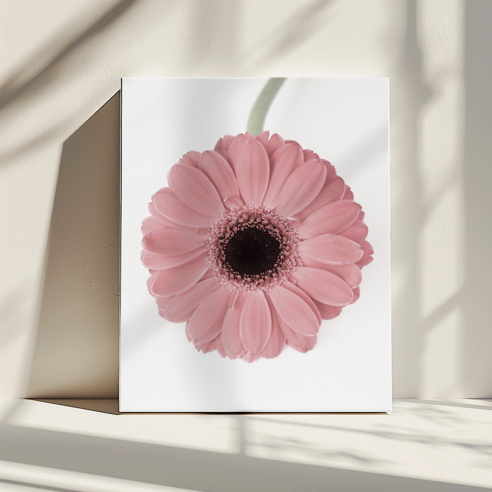 Pink Gerbera II | Canvas