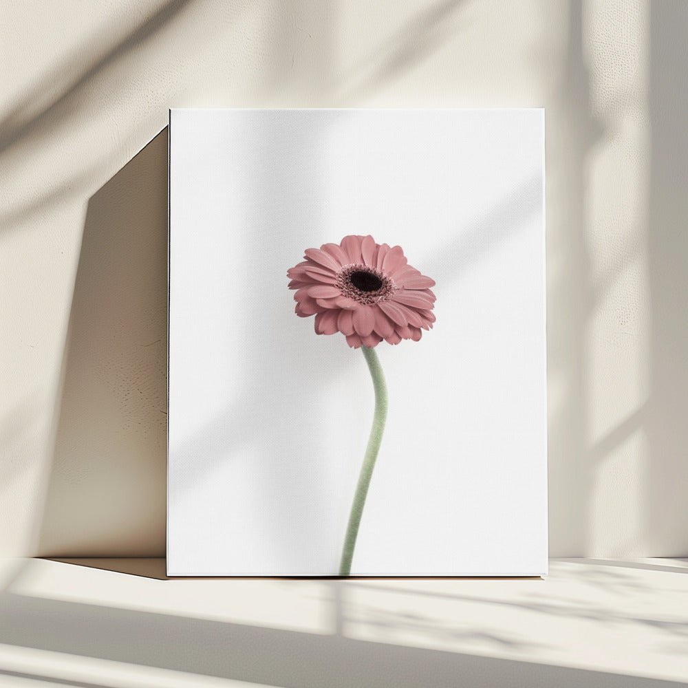 Pink Gerbera | Canvas