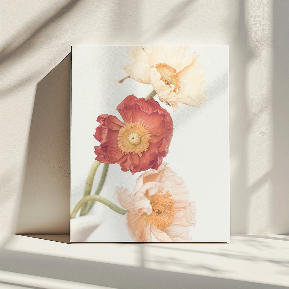 Poppies | Canvas