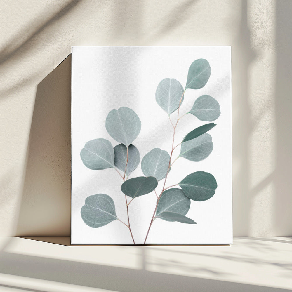 Silverdollar | Canvas