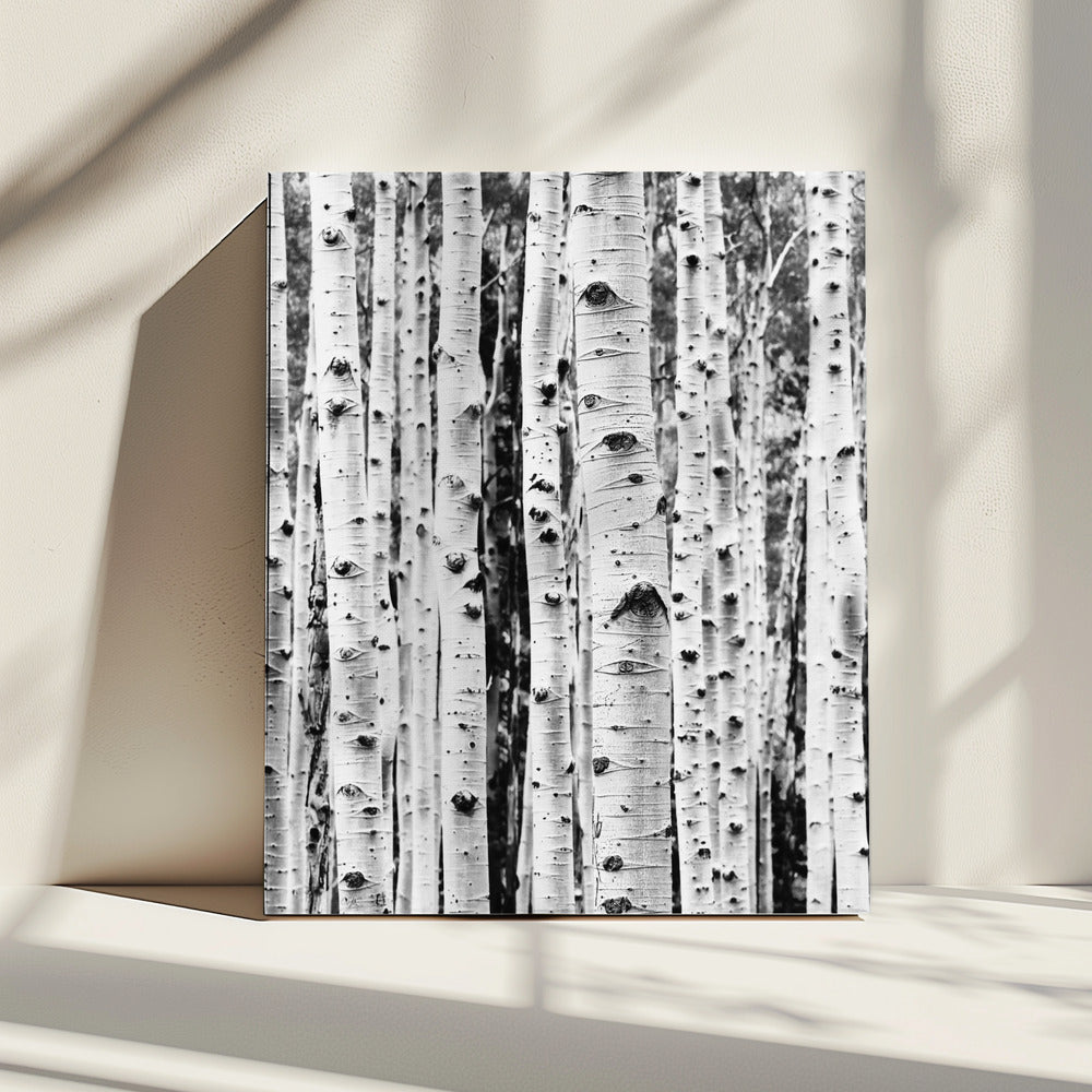 Birches | Canvas