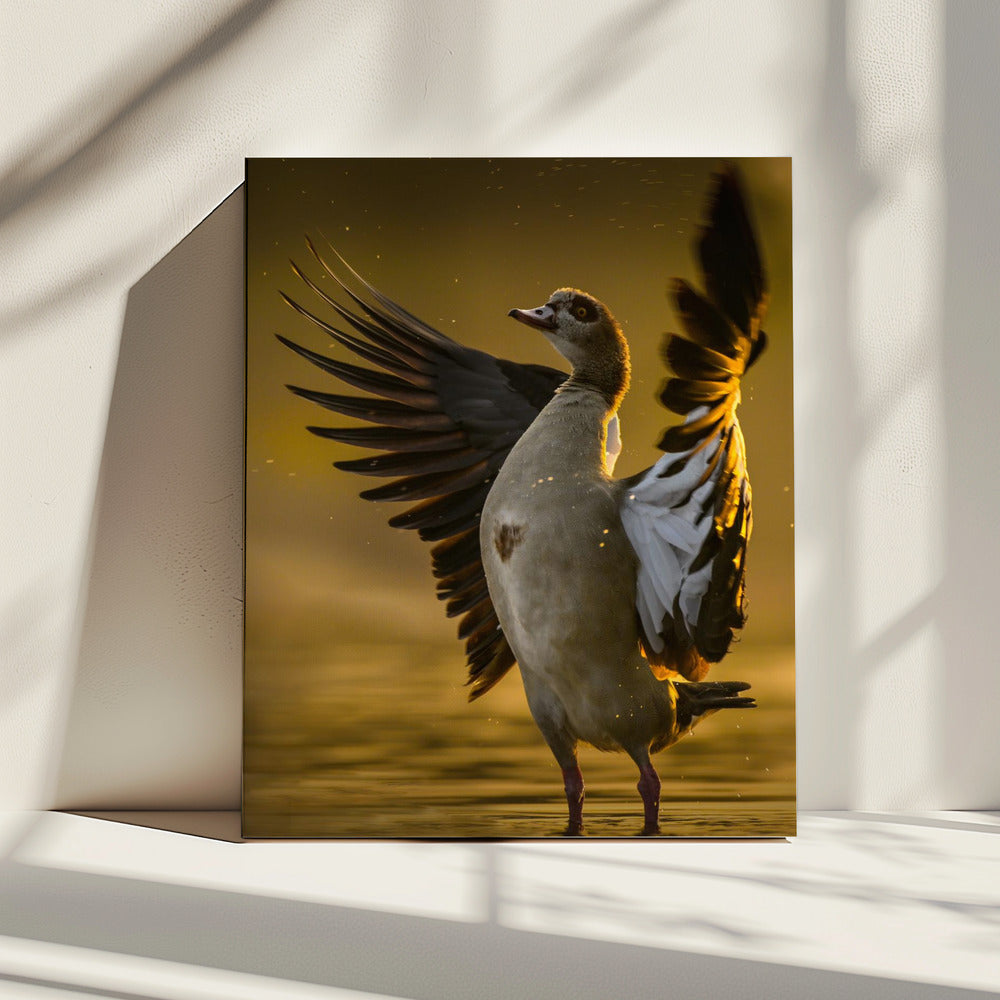 Open  Heart | Canvas