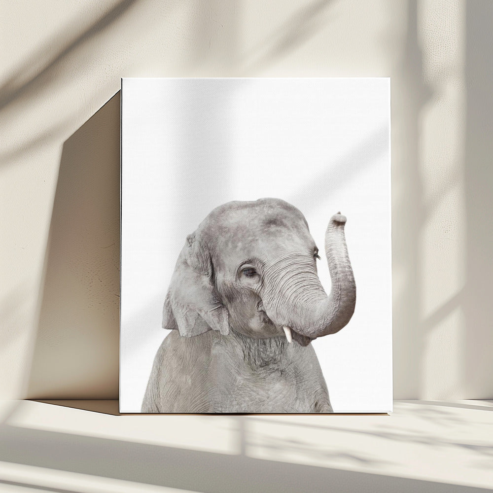 Baby Elephant | Canvas