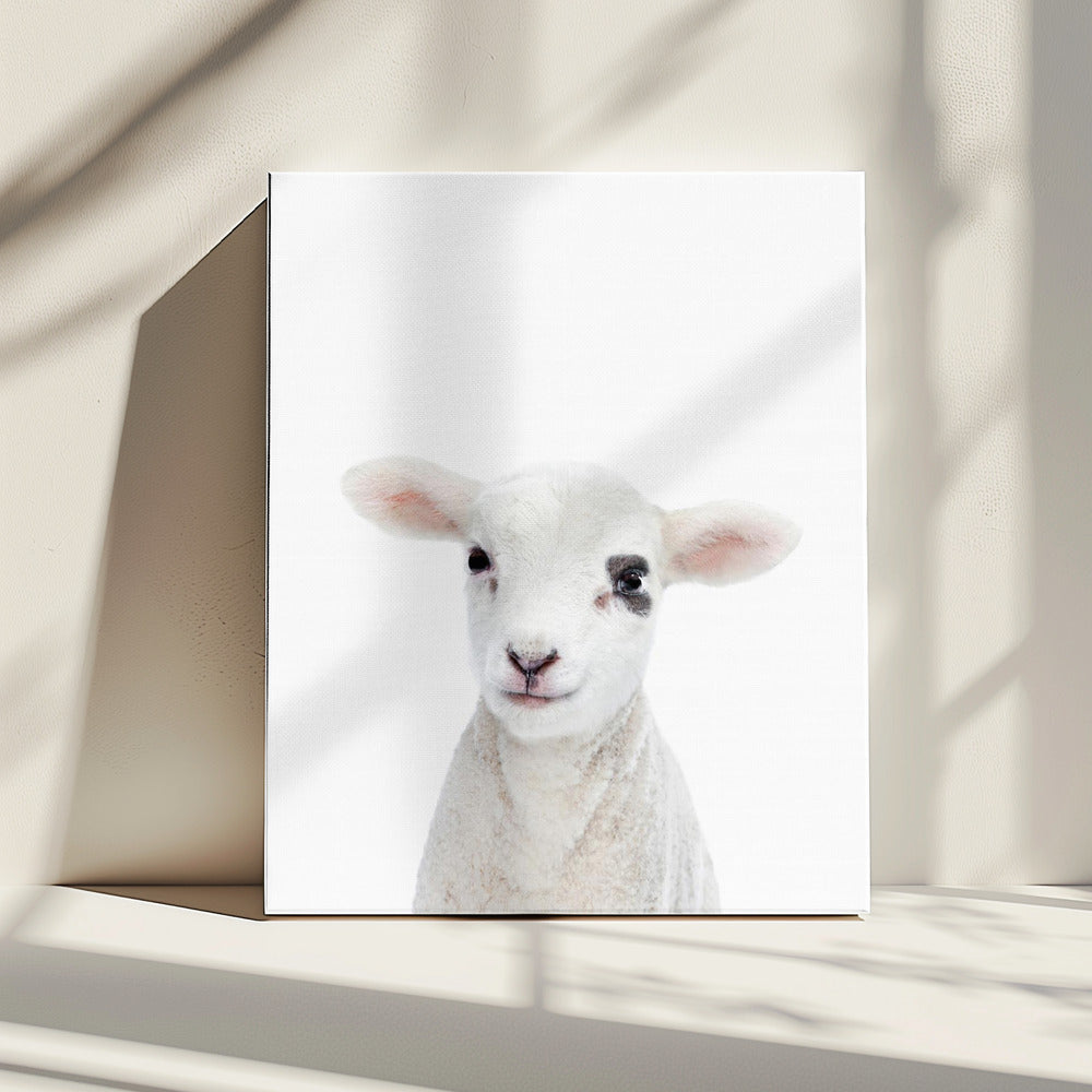 Baby Lamb | Canvas