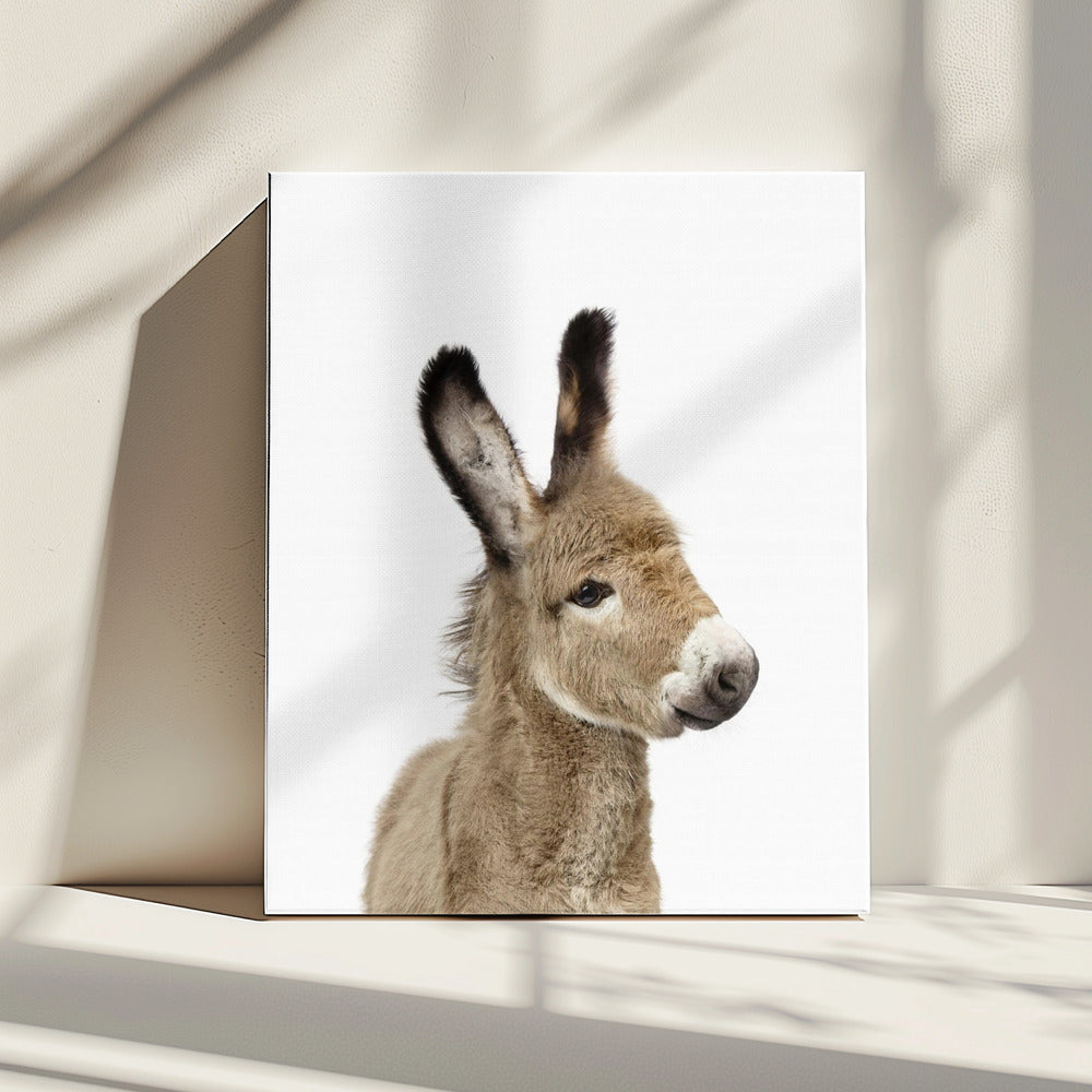 Baby Donkey | Canvas