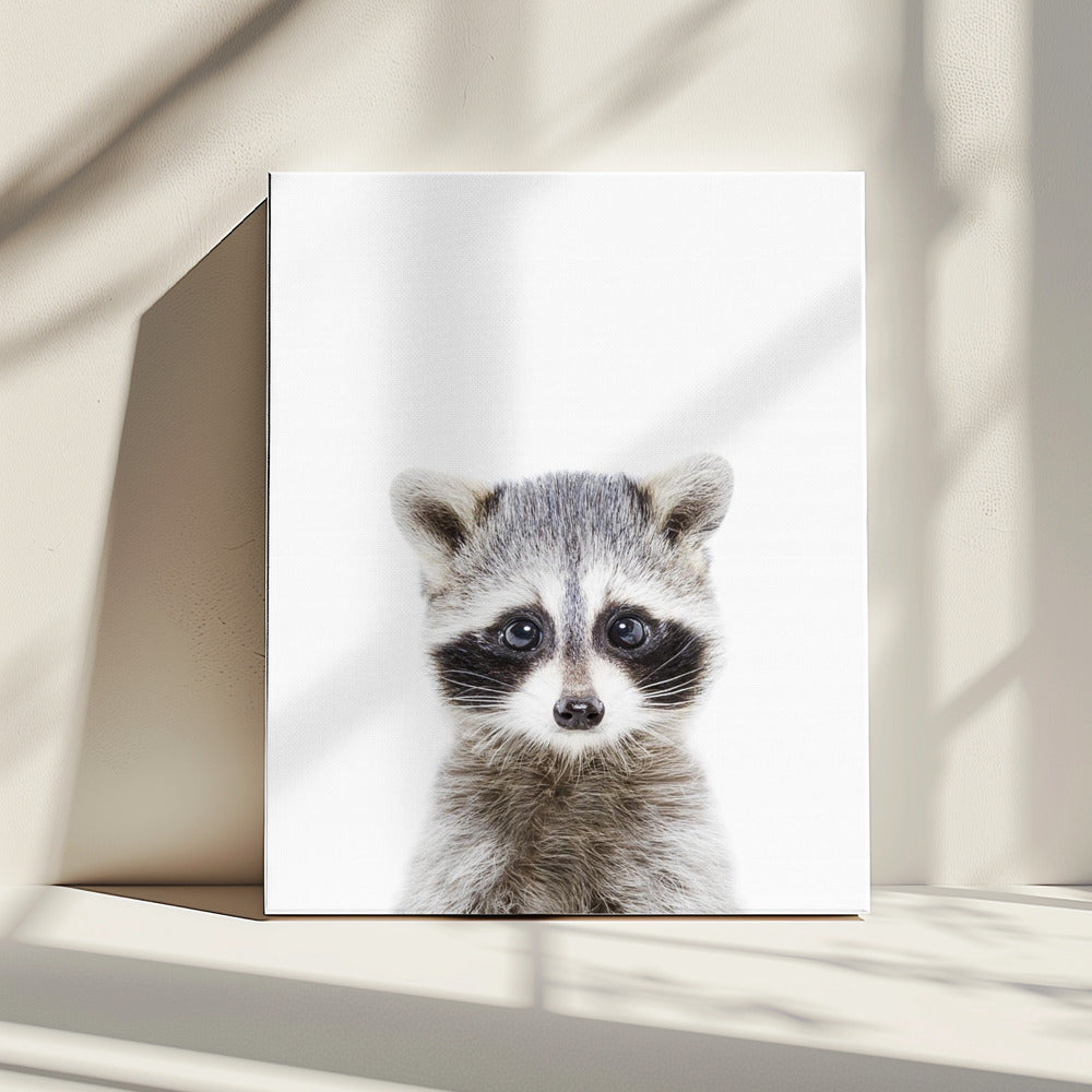 Baby Racoon | Canvas