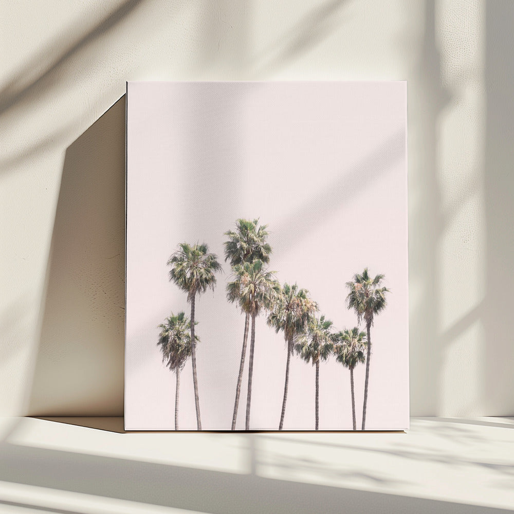 Blush Palms | Canvas