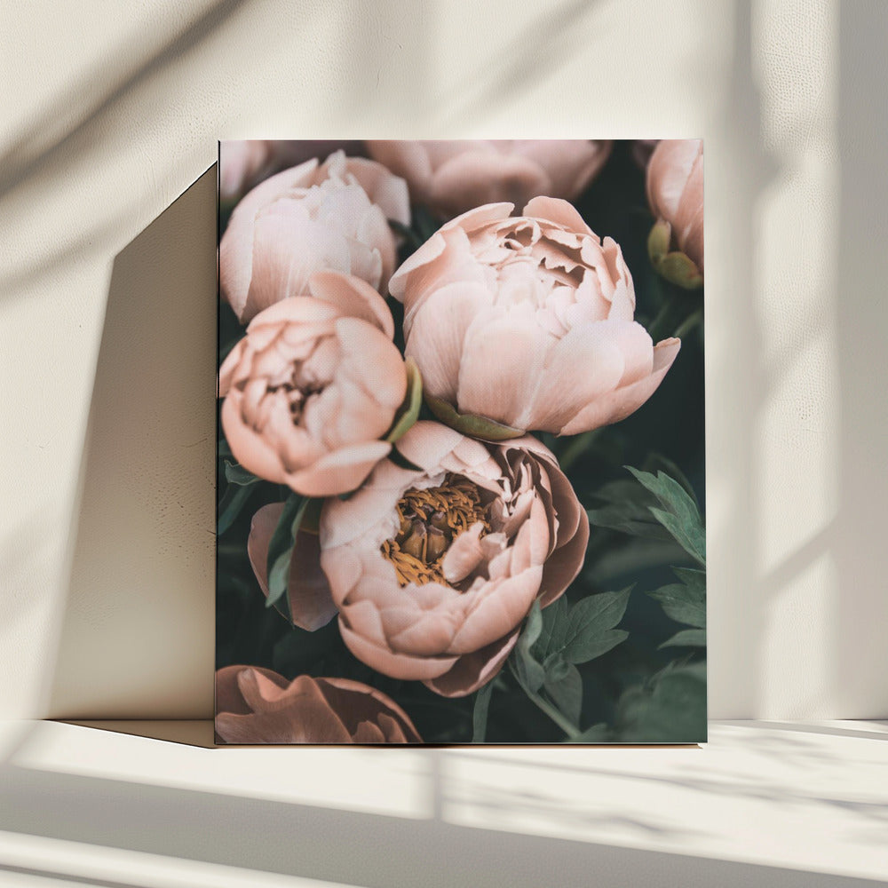 Coral Peonies | Canvas