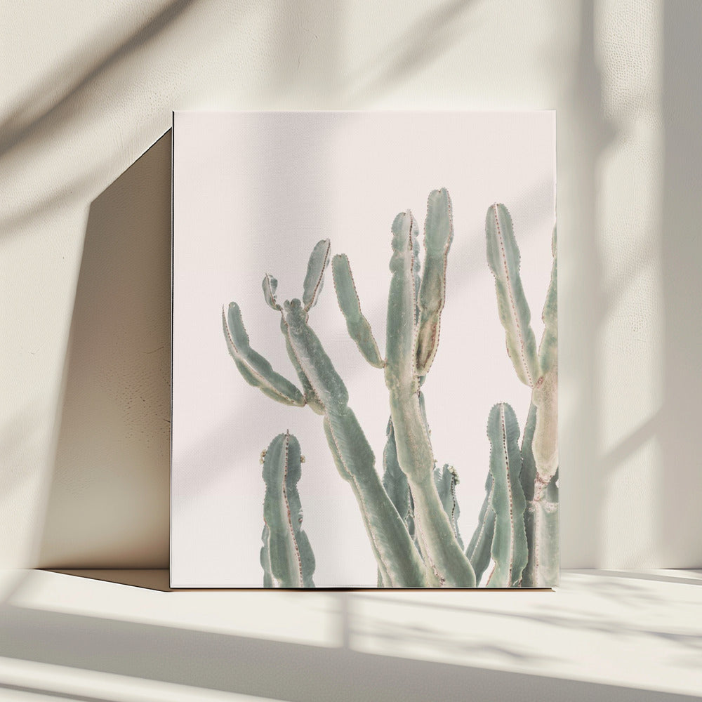 Sunrise Cactus | Canvas