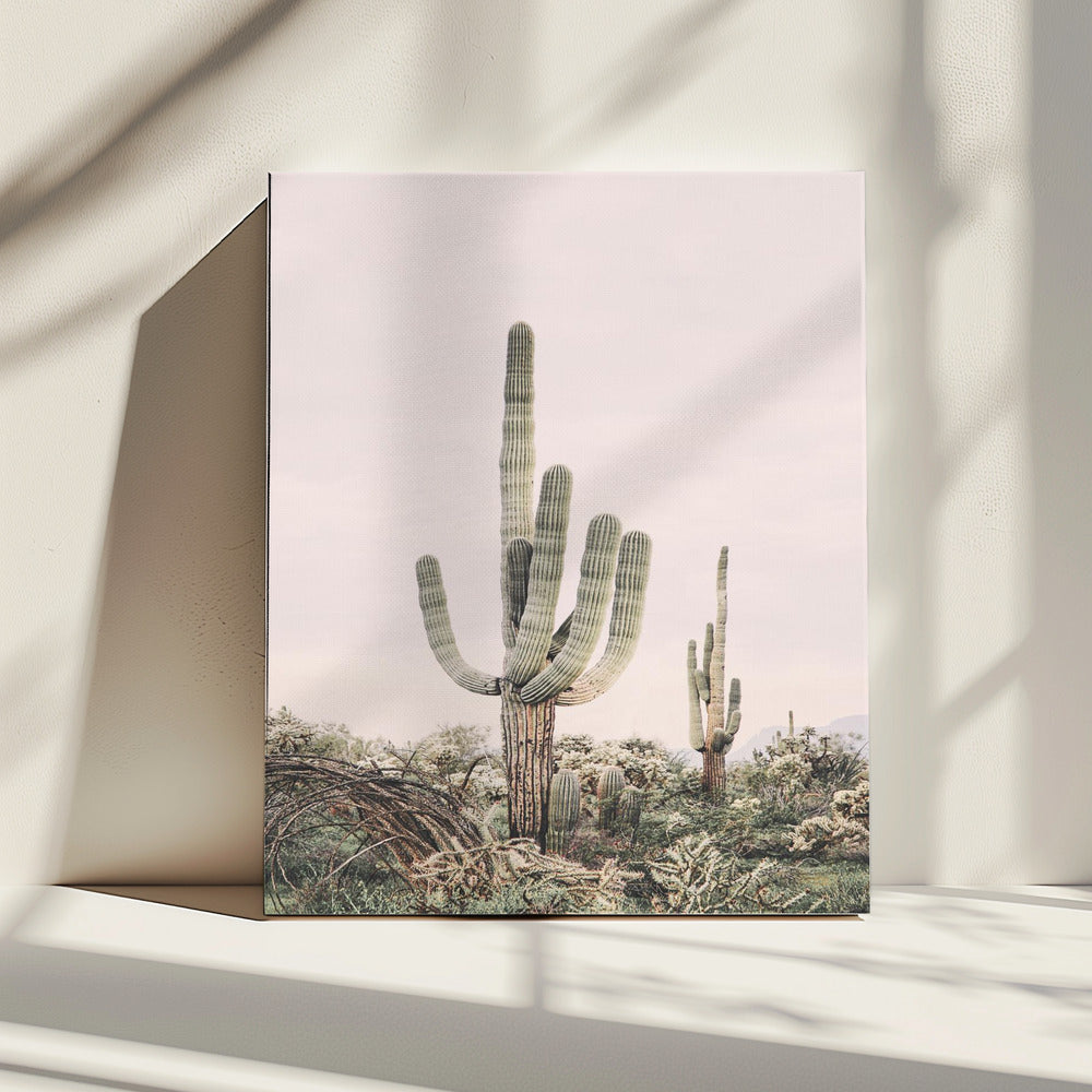 Pink Saguaro | Canvas