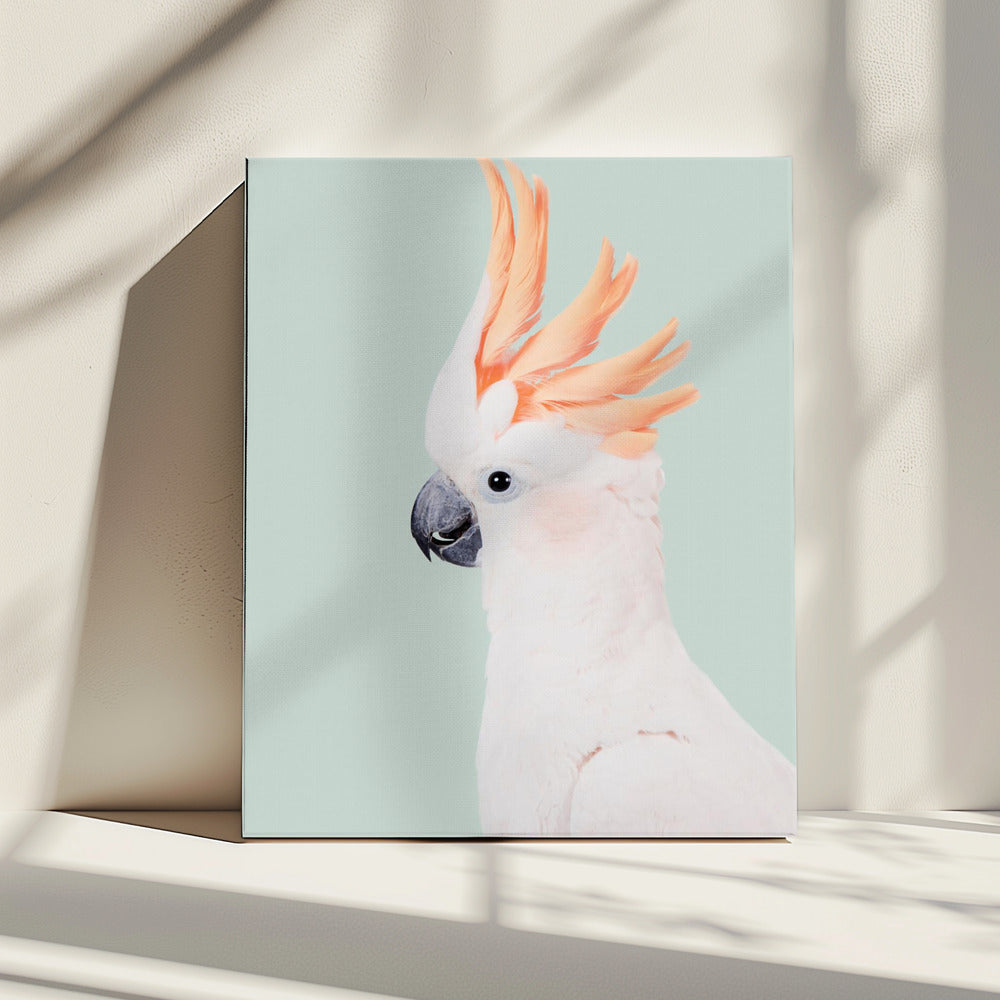 Cockatoo | Canvas