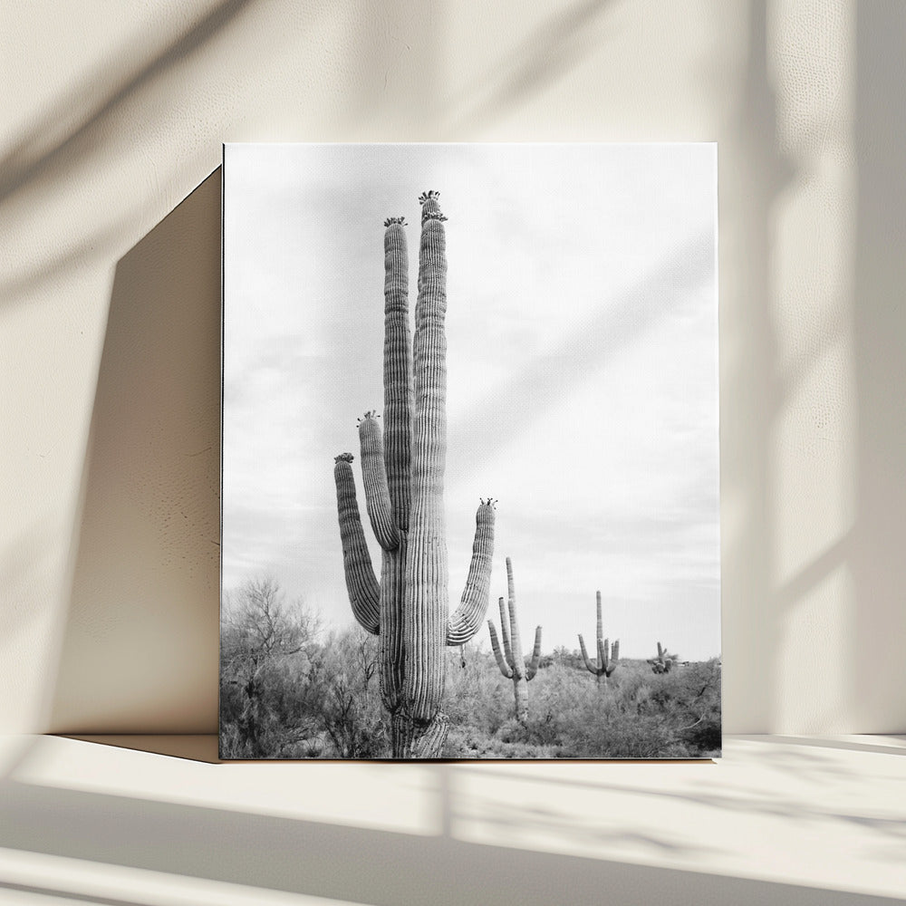 Saguaro B&amp;W | Canvas