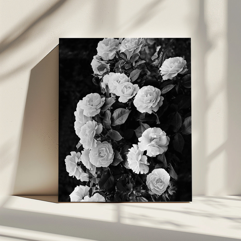 Rose Bush | Canvas