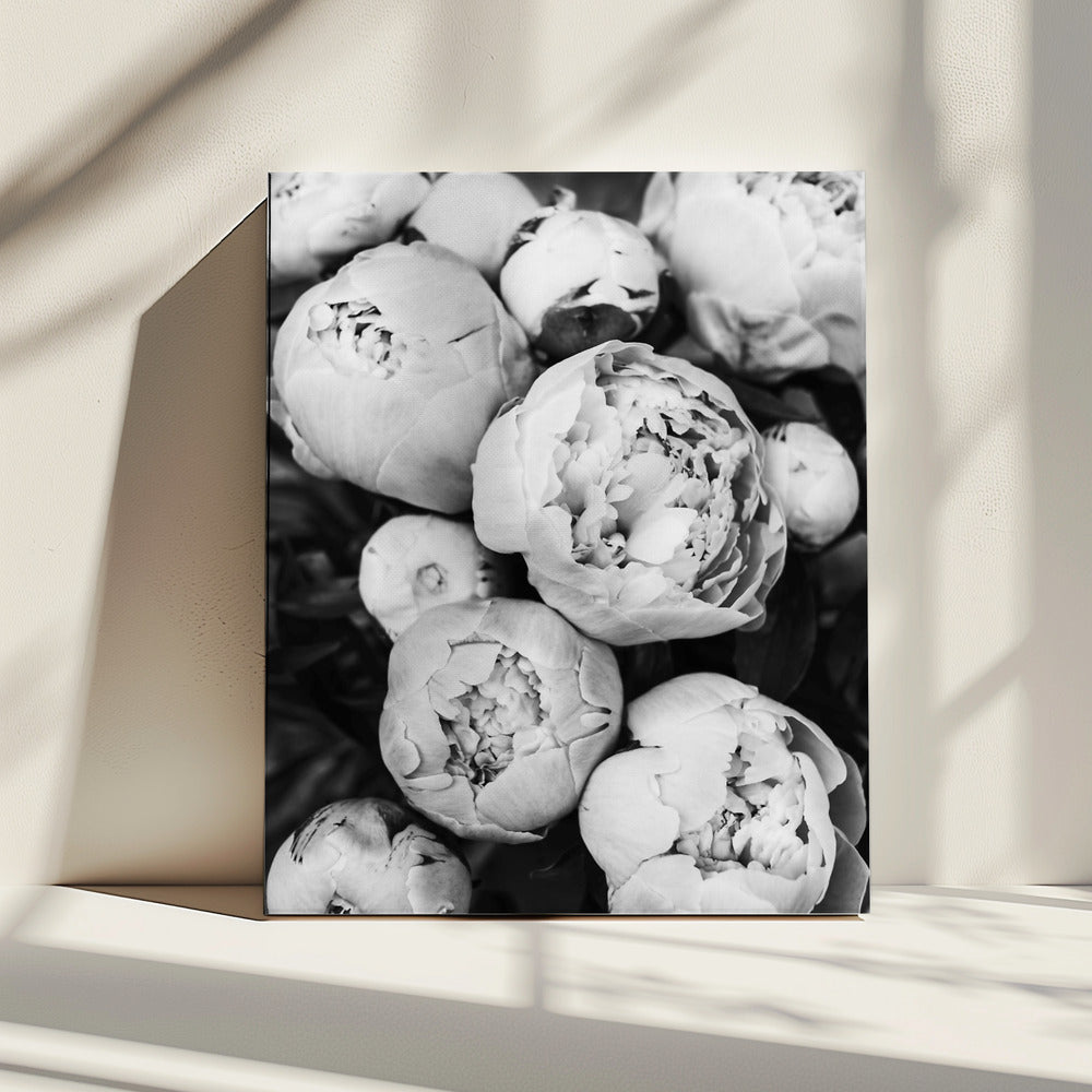 Peonies | Canvas
