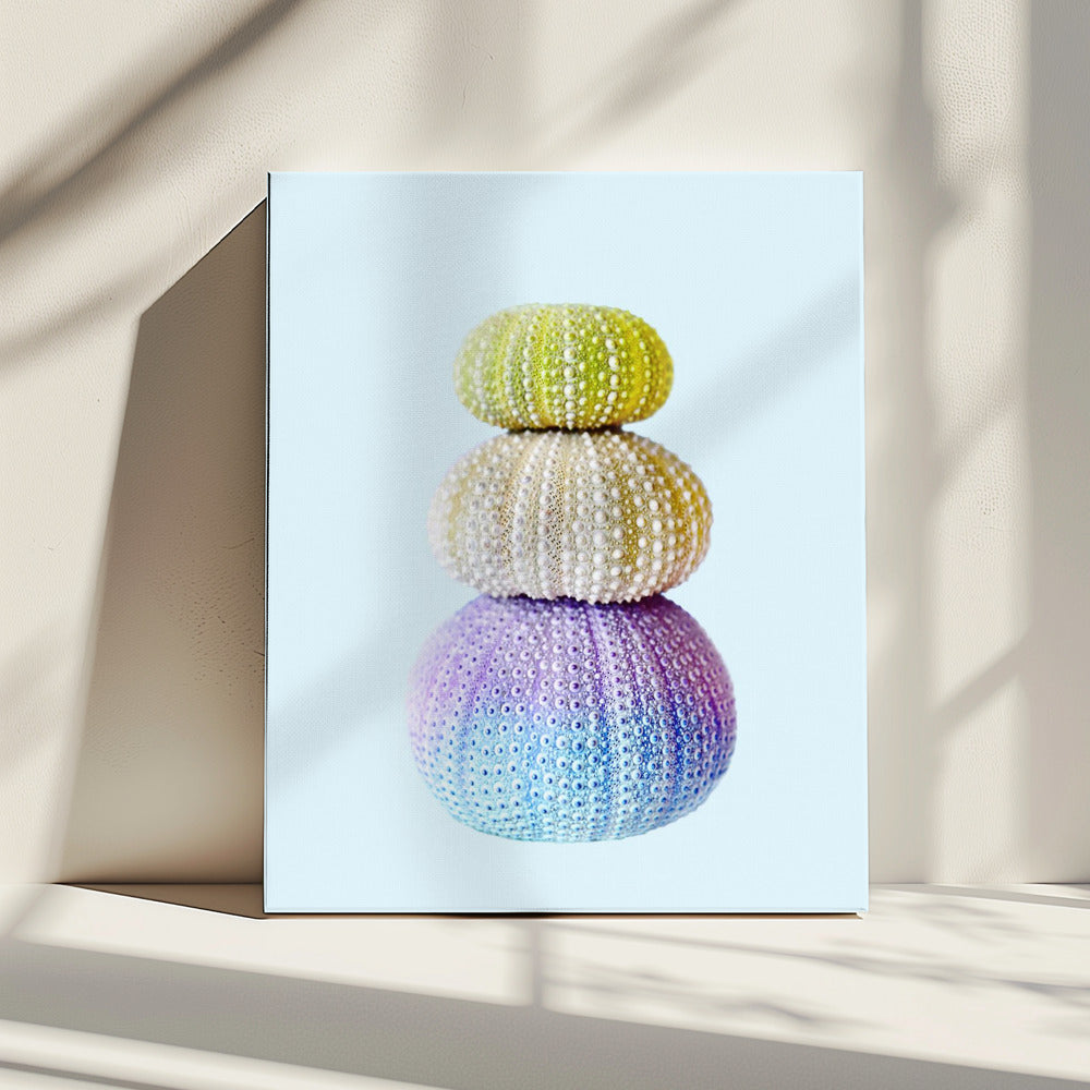 Sea Urchins | Canvas