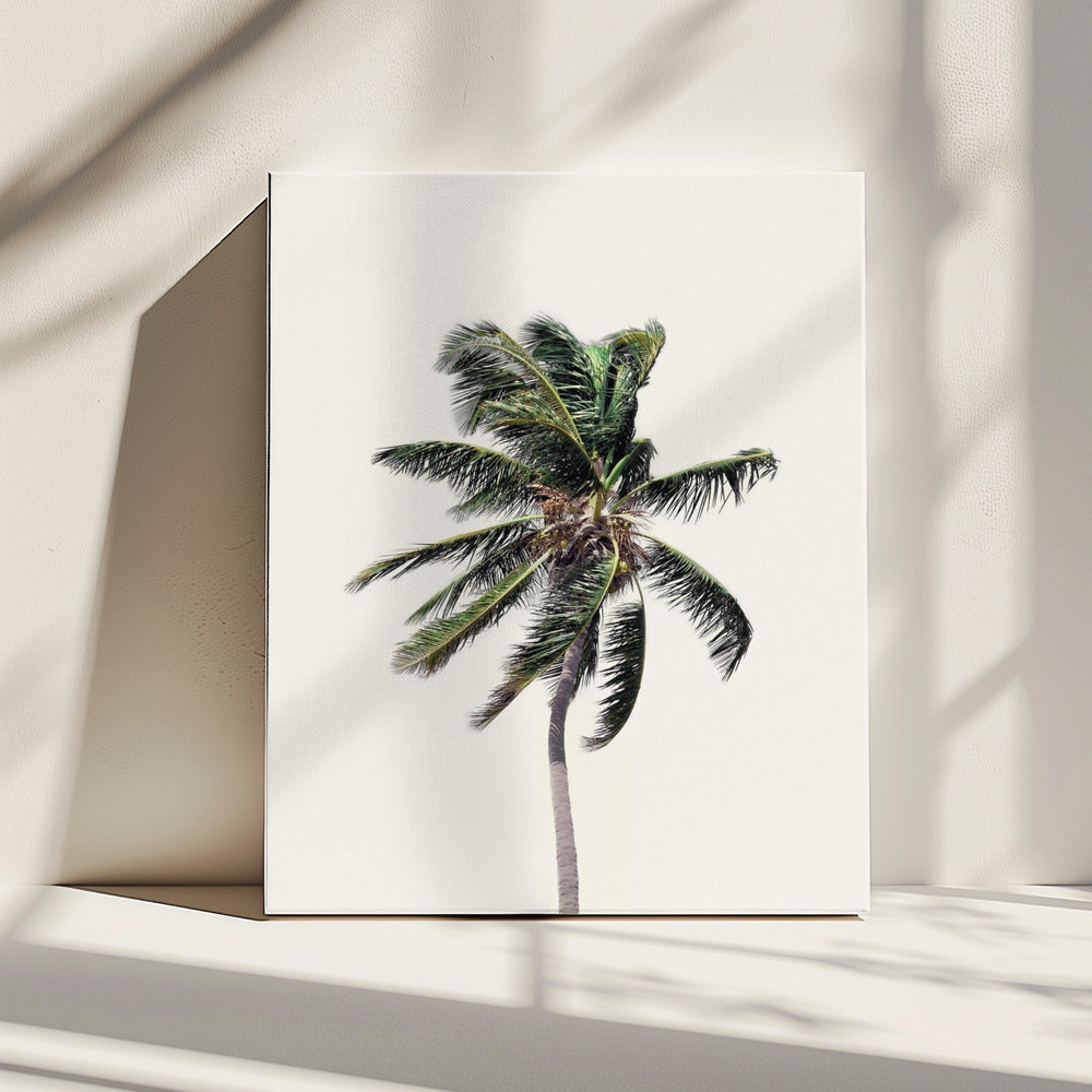Windy Palm Tree | Canvas