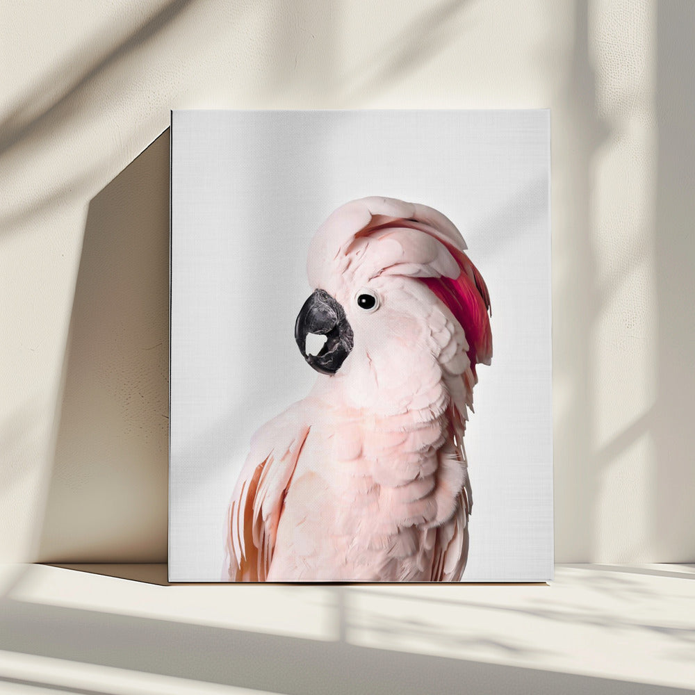 Pink Cockatoo | Canvas