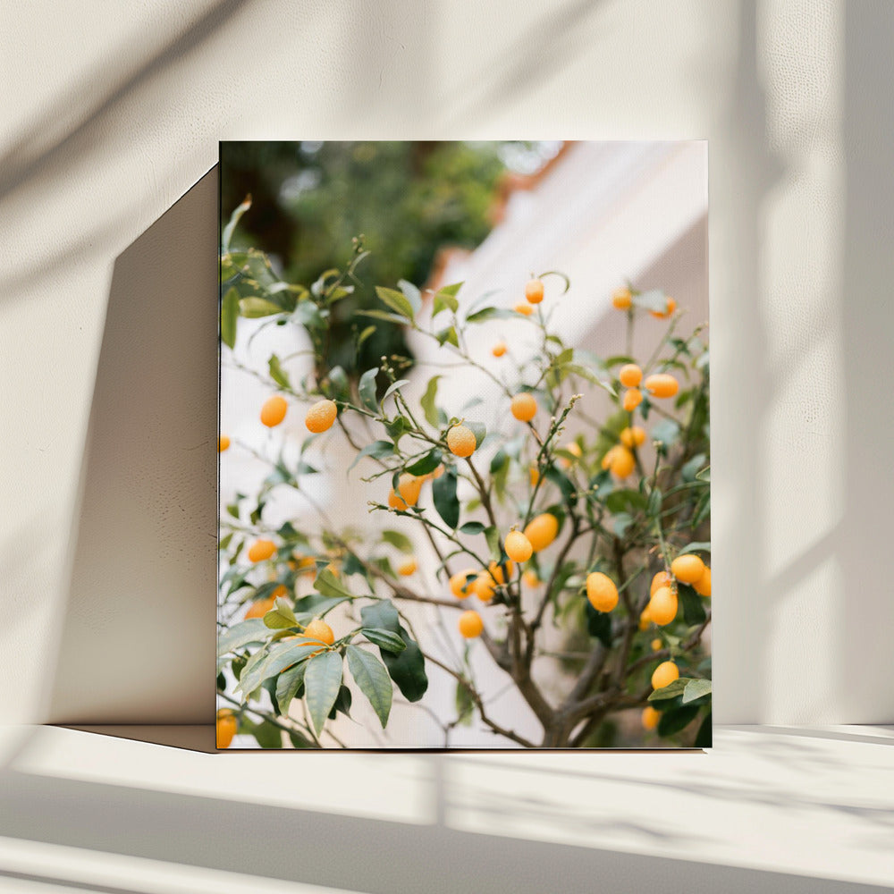 Orange Capri | Canvas