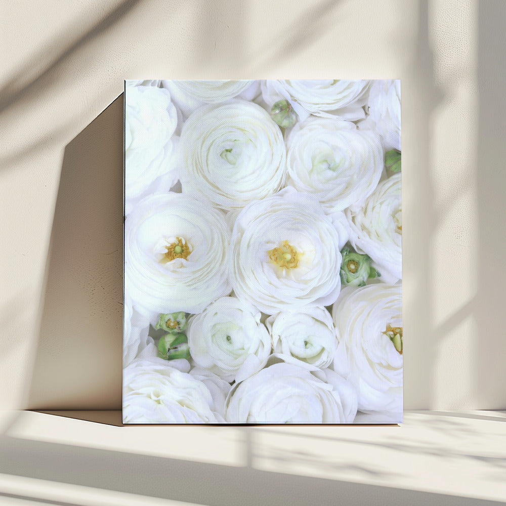 Pure white ranunculus | Canvas