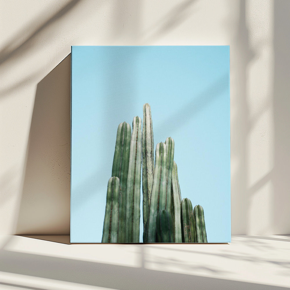 Cacti | Canvas