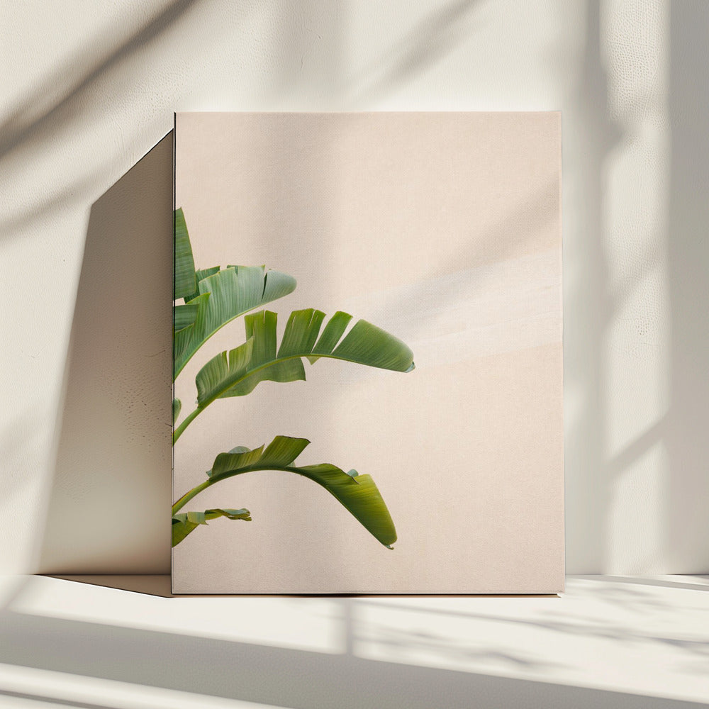 Cannes Banana Plant | Canvas