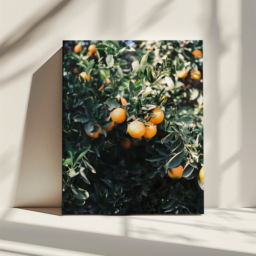 Marrakesh Oranges | Canvas