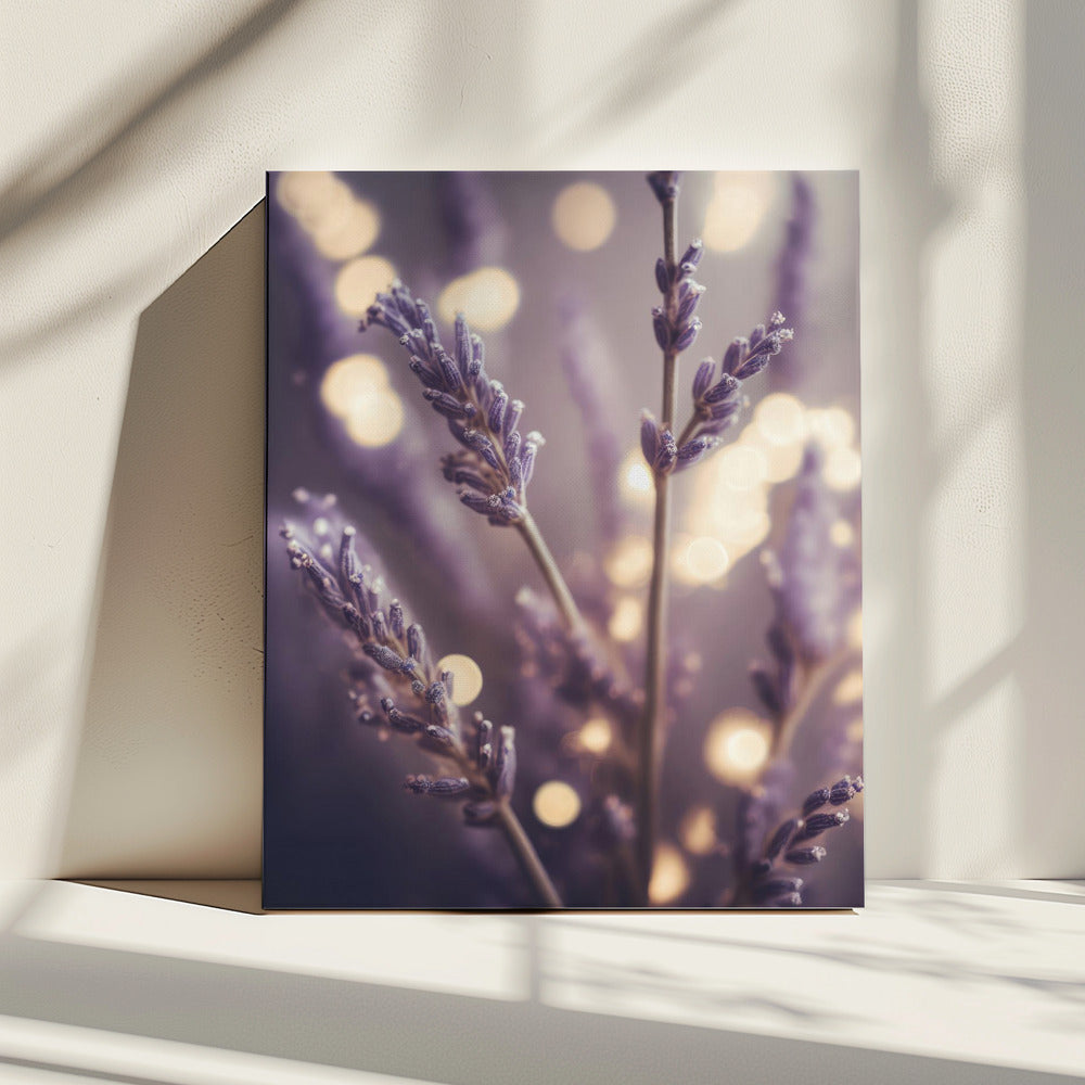 Lavender Dreams | Canvas