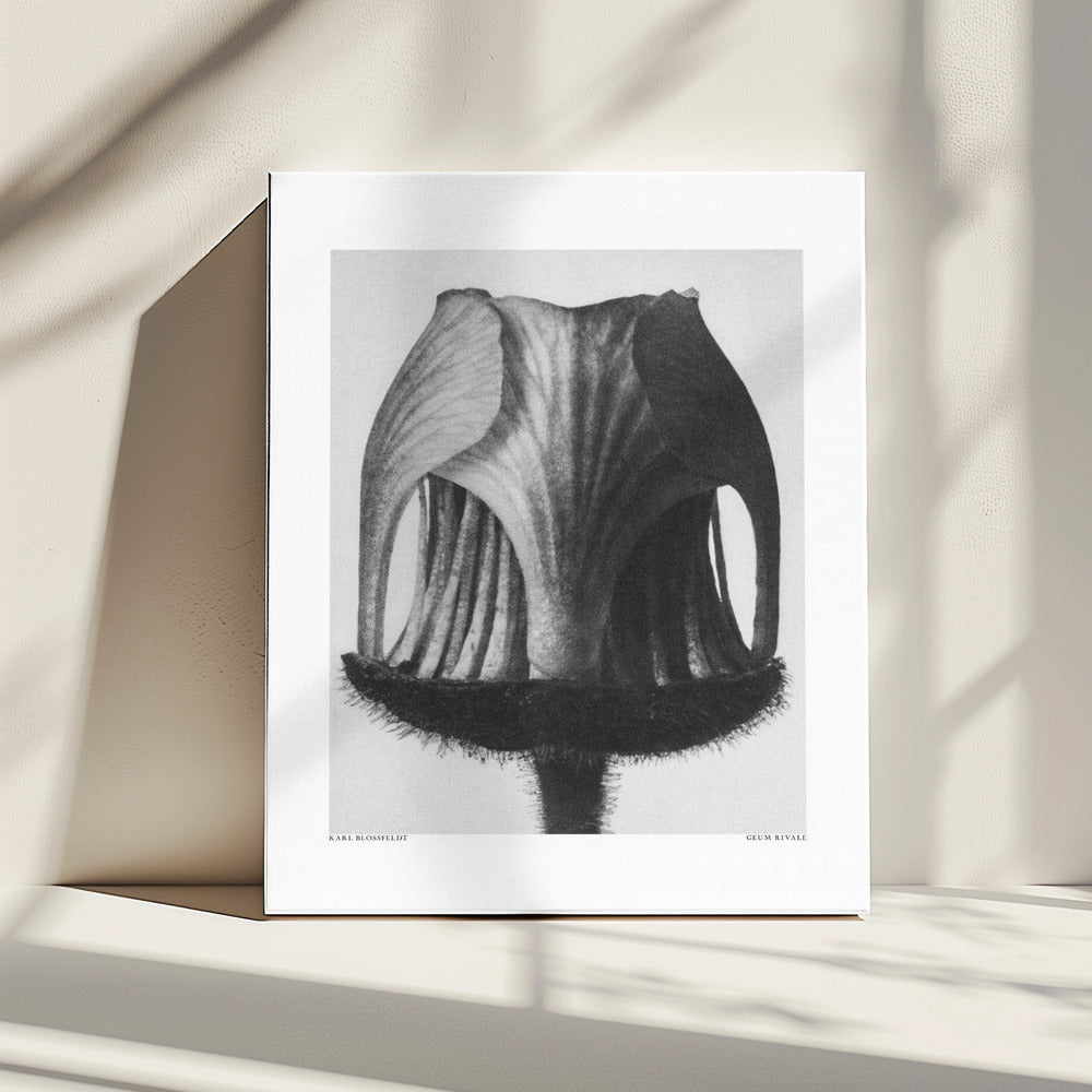 Geum Rivale | Canvas