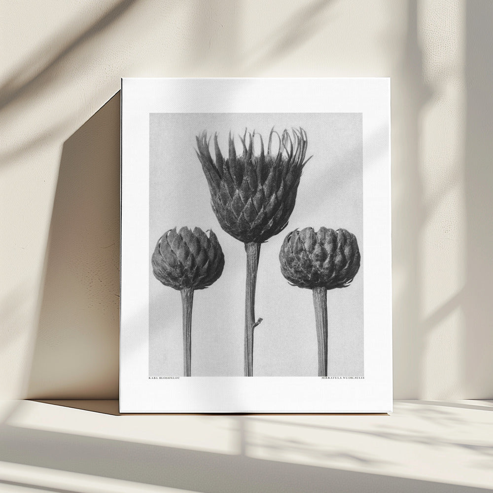 Serratula Nudicaulis | Canvas