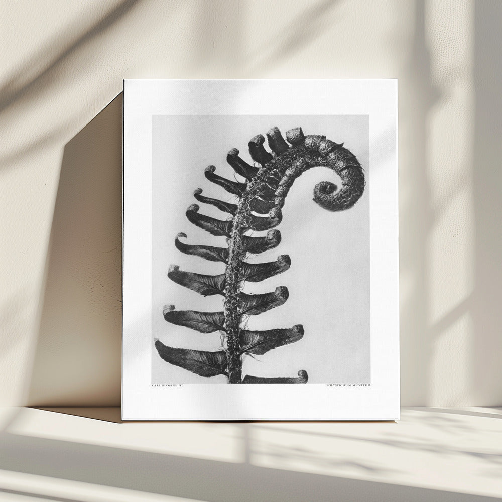 Polystichum Munitum | Canvas