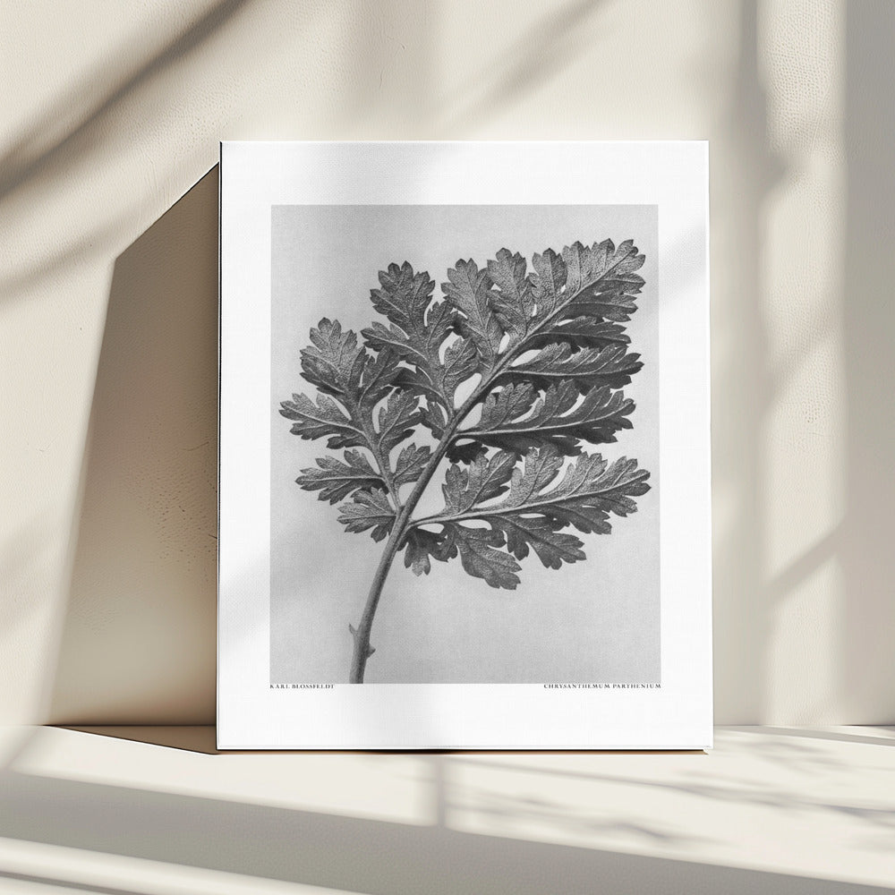 Chrysanthemum parthenium | Canvas