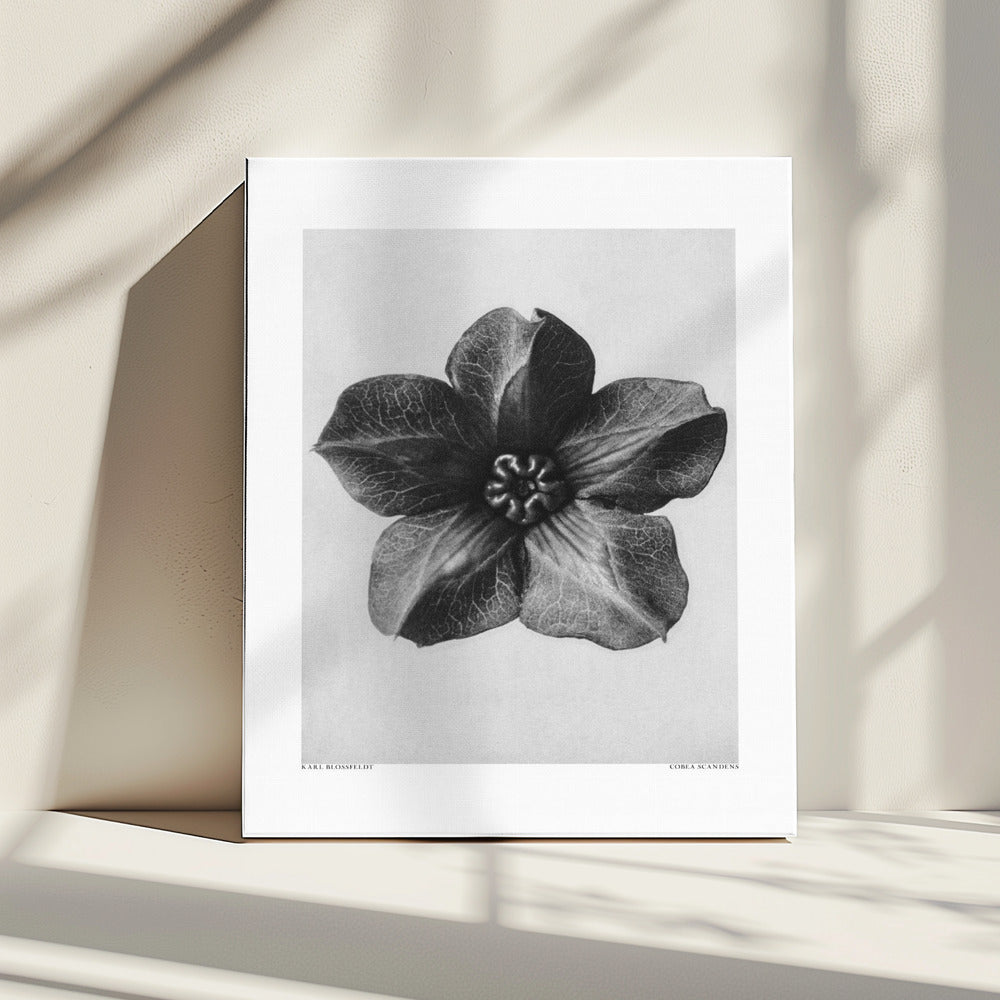 Cobaea Scandens | Canvas