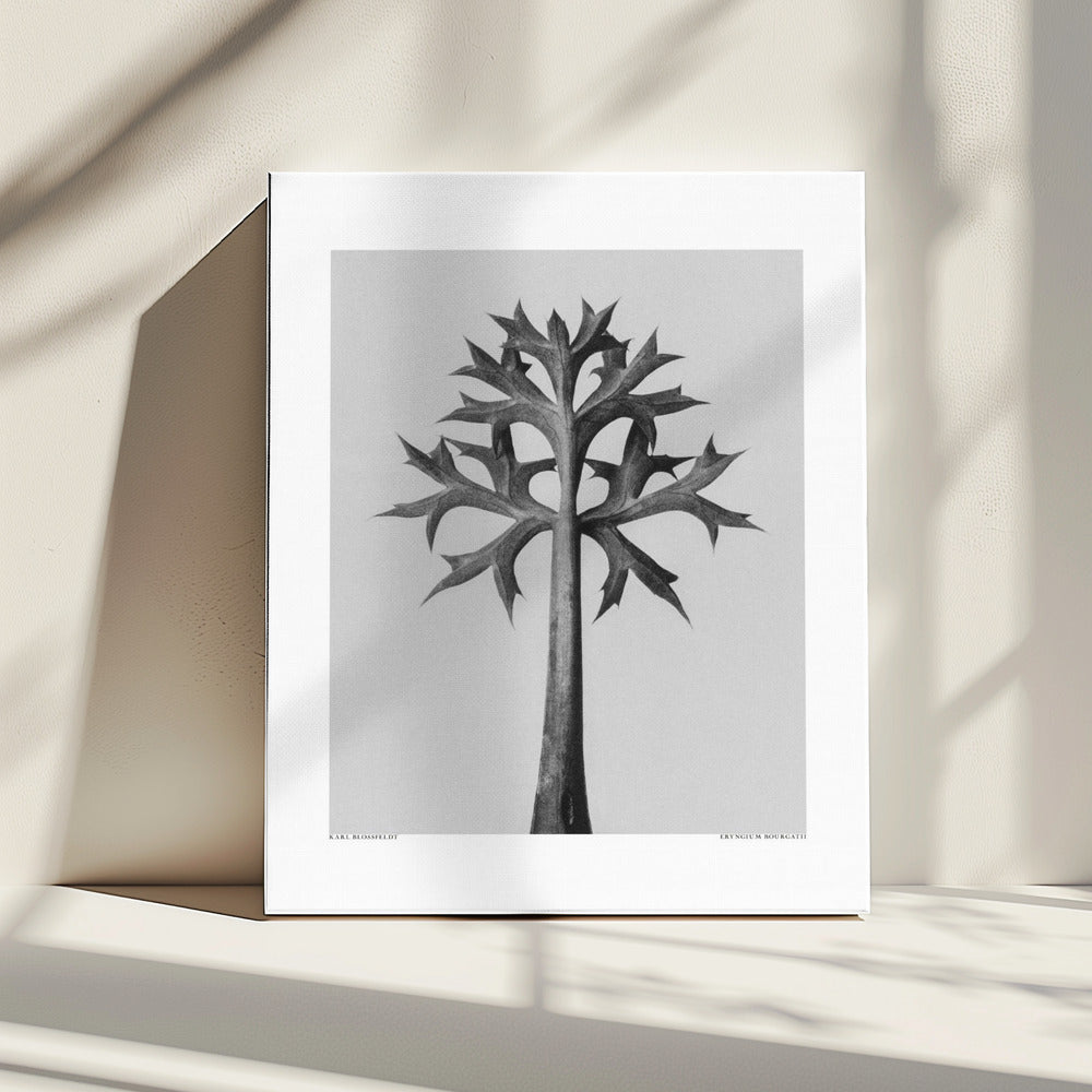 Eryngium Bourgatii | Canvas