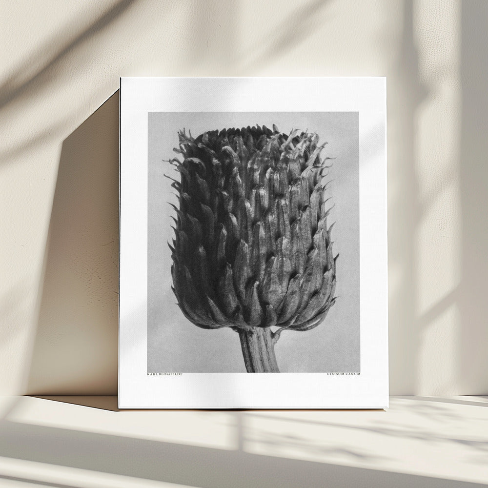 Cirsium Canum (Thistle) | Canvas