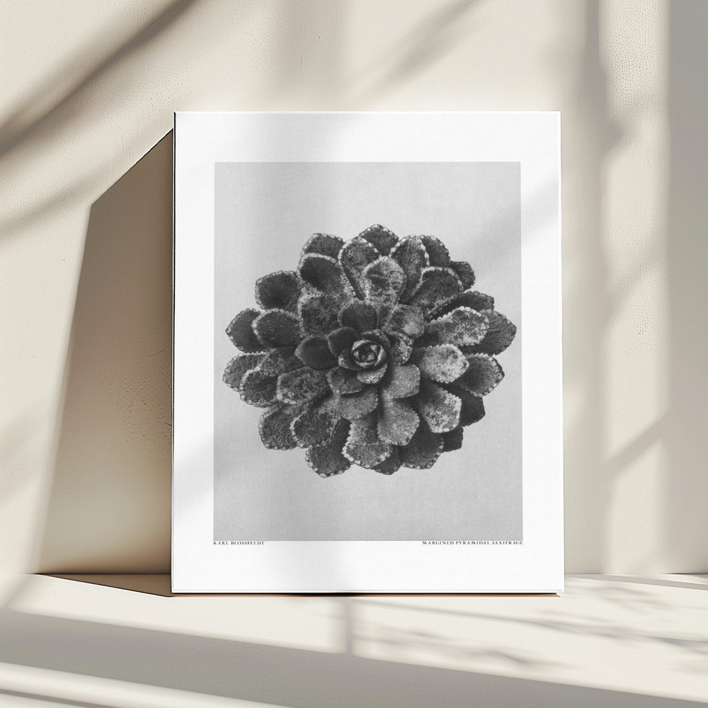 Margined Pyramidal Saxifrage | Canvas