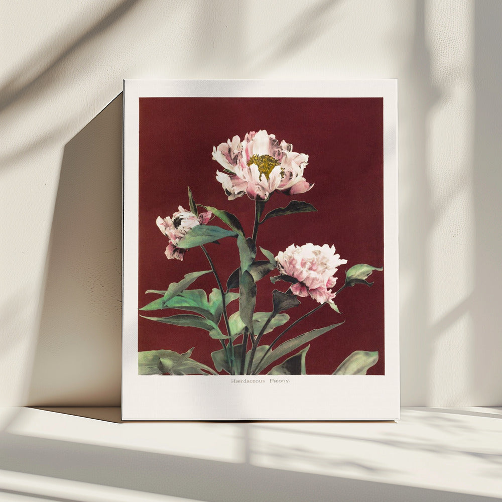 Hærdaceous Peony no2 | Canvas
