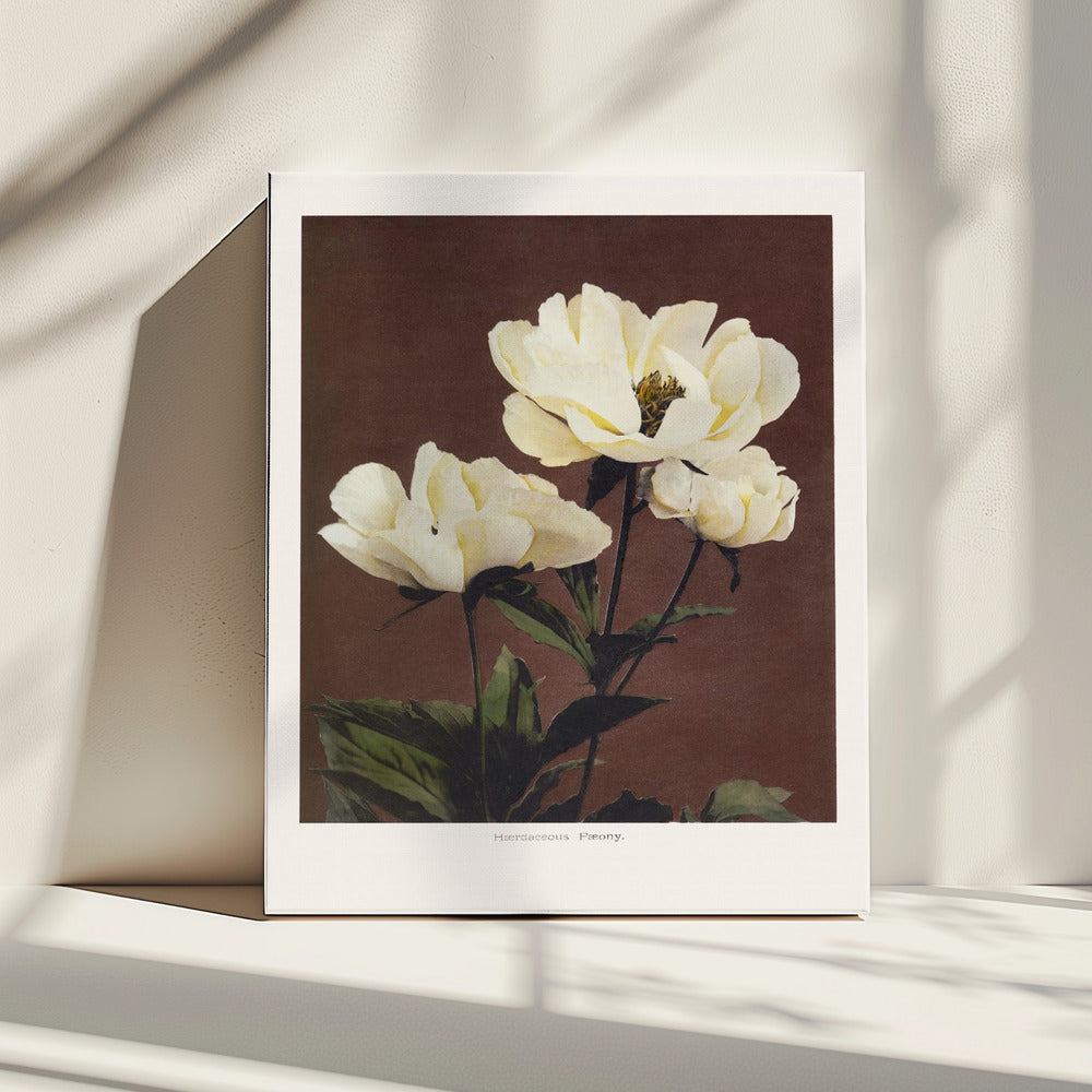 Hærdaceous Peony | Canvas