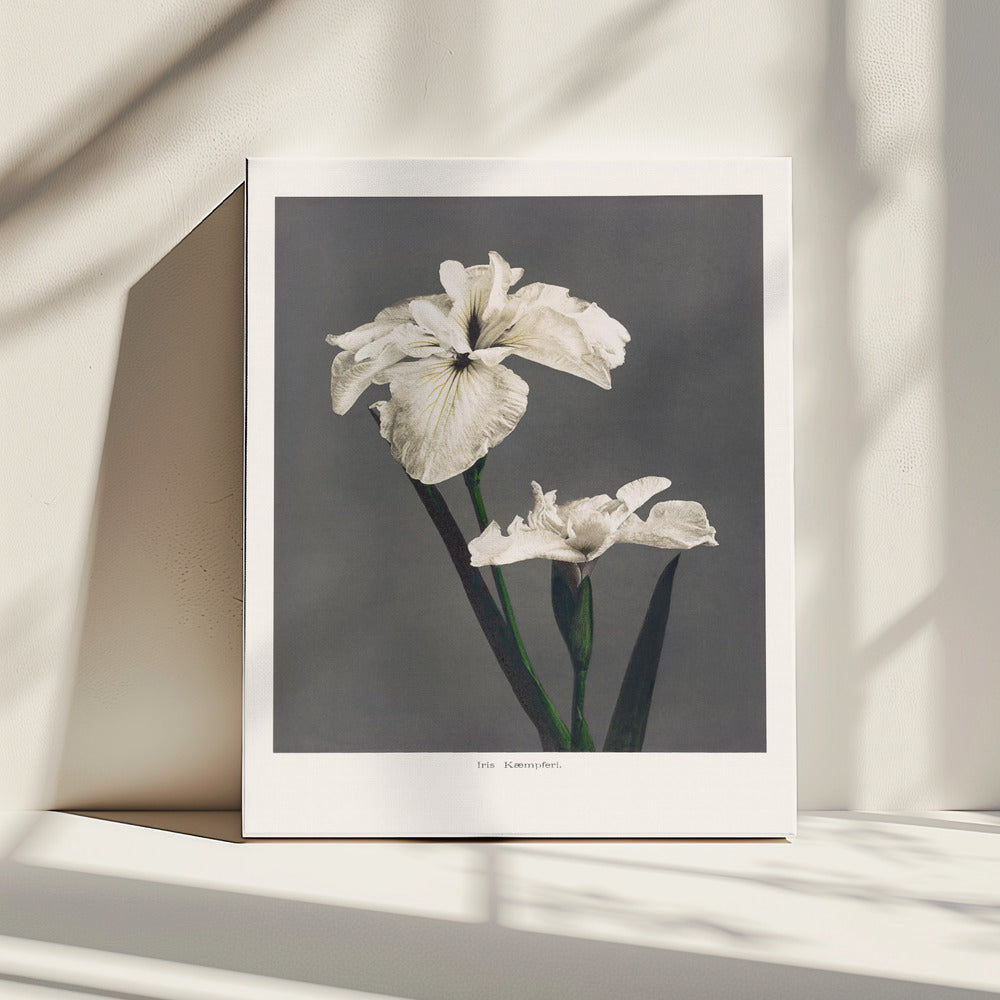 Iris Kæmpferi | Canvas