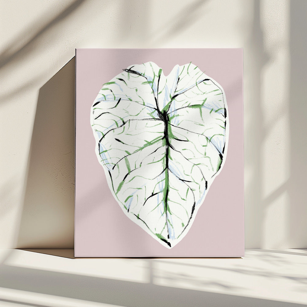 Alocasia Melo Light | Canvas