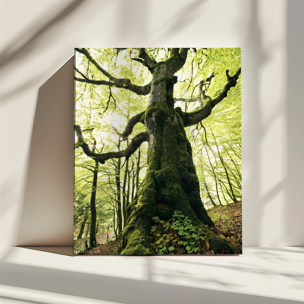 Ent | Canvas