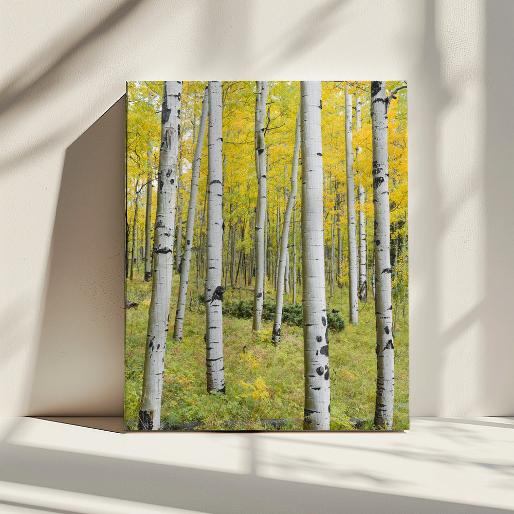 Yellow Birchs vertical | Canvas