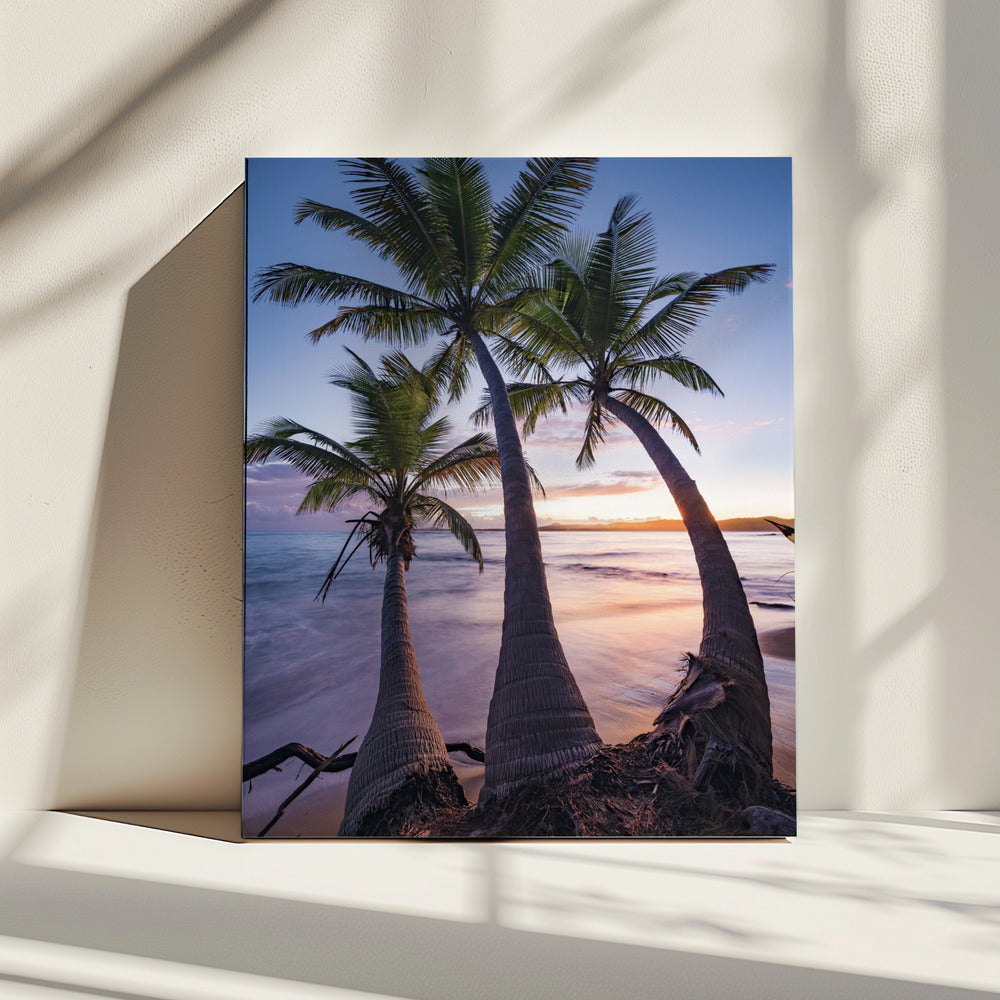 Palmy Twilight | Canvas