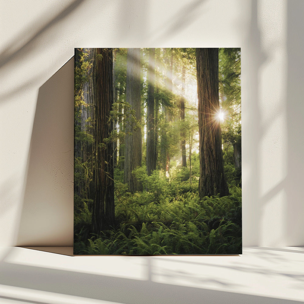 Fairy Forest | Canvas