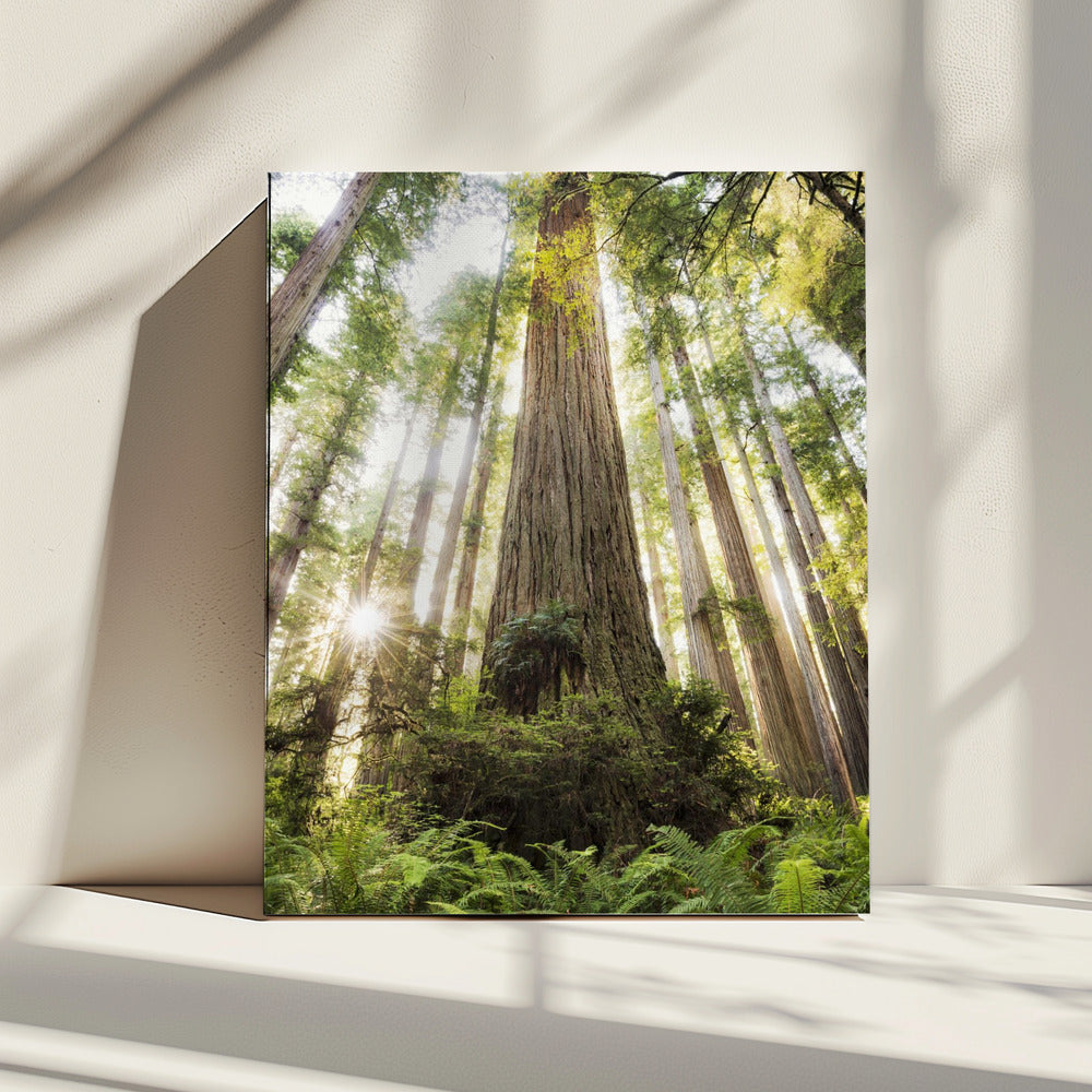 Beautiful Forest | Canvas