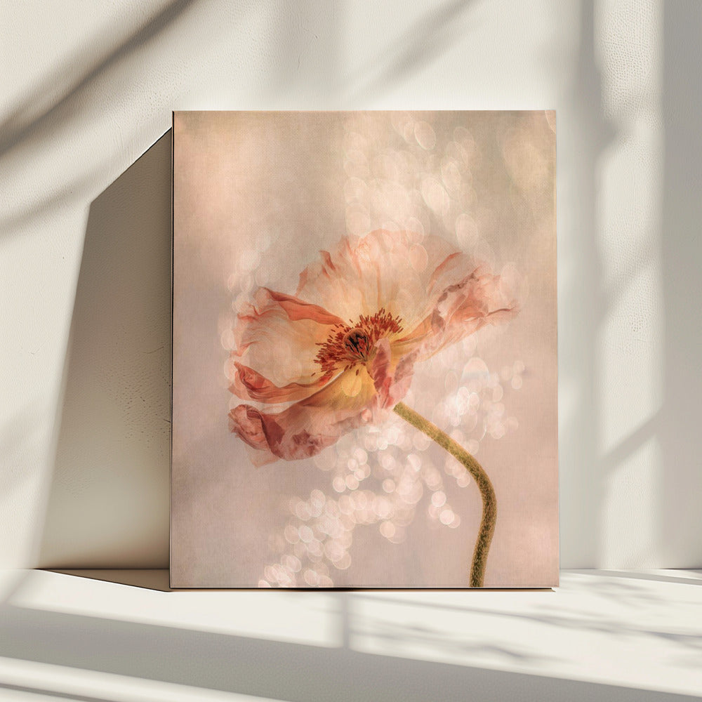 Radiant poppy | Canvas