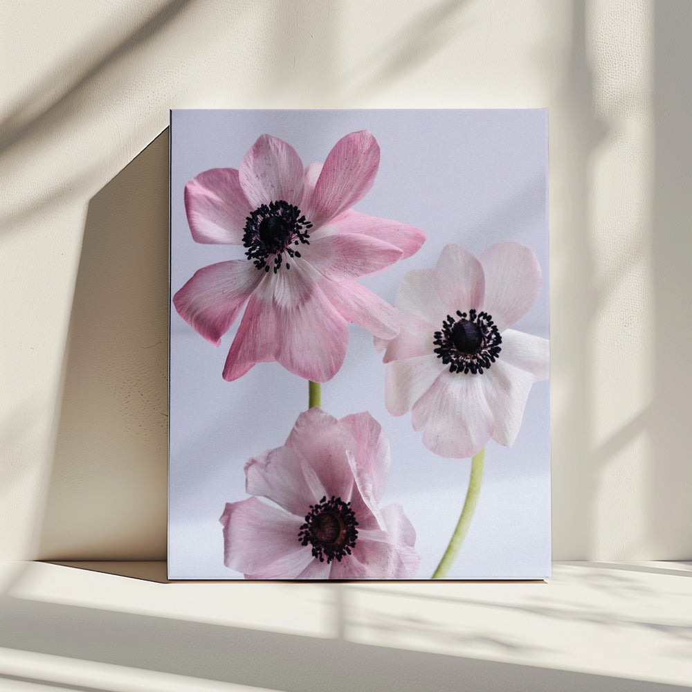 Elegant Pink Anemone Flowers | Canvas