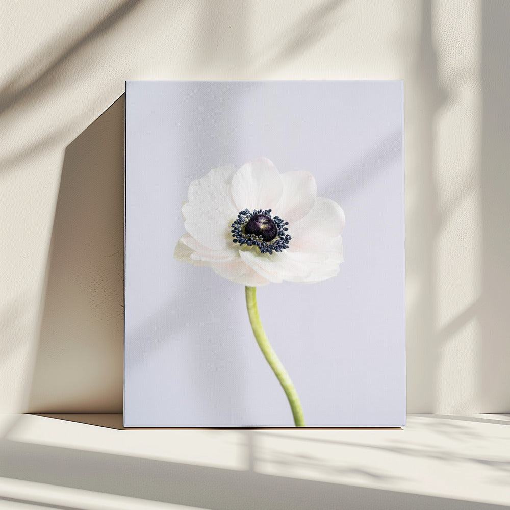 White Ranunculus Flowers | Canvas